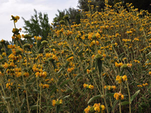 Vivers Càrex - Phlomis fructicosa